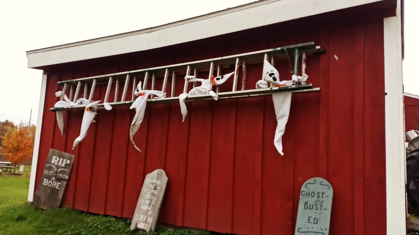 Cicero "Pumkin" Patch - Image 1